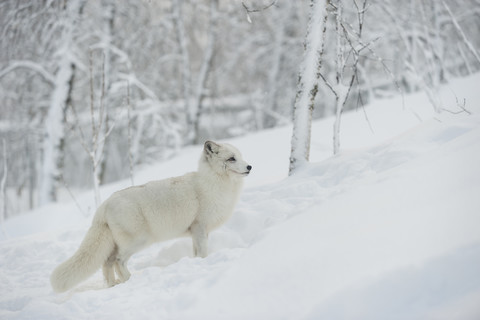 Norwegen, Bardu, Polarfuchs im Winter, lizenzfreies Stockfoto