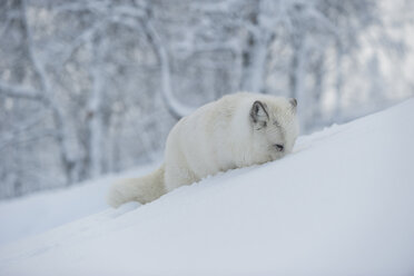 Norway, Bardu, polar fox in winter - PAF001240