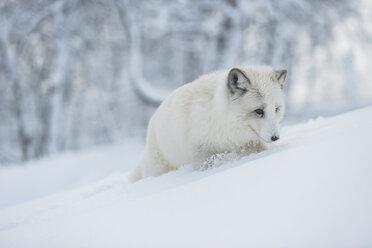Norway, Bardu, polar fox in winter - PAF001233