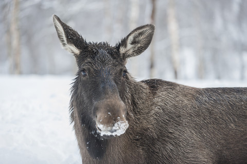 Norway, Bardu, portrait of elk with snow-covered snout stock photo