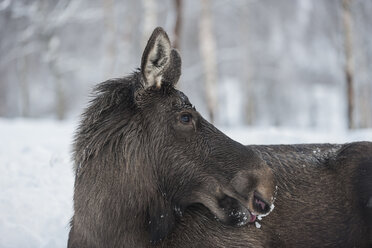 Norwegen, Bardu, Profil eines Elchs im Winter - PAF001242