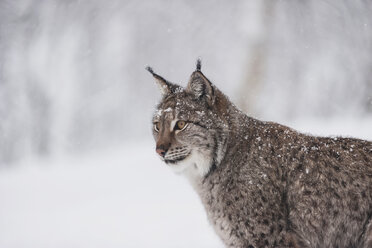 Norwegen, Bardu, Luchs im Winter - PAF001244