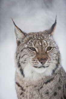 Norway, Bardu, portrait of lynx in winter - PAF001235