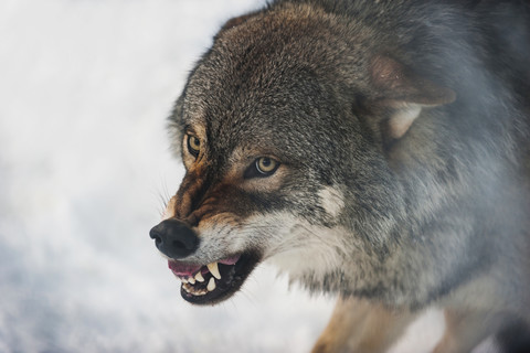 Norway, Bardu, wolf baring teeth stock photo