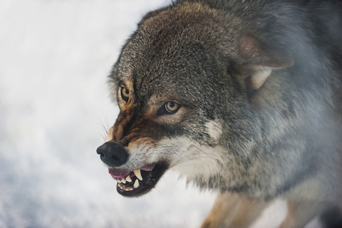 Norwegen, Bardu, Wolf fletscht Zähne, lizenzfreies Stockfoto
