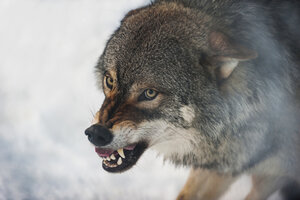 Norway, Bardu, wolf baring teeth - PAF001236
