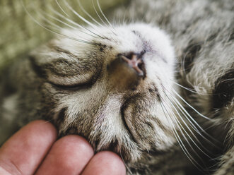 Finger streicheln den Kopf eines Kätzchens mit geschlossenen Augen - RAEF000022