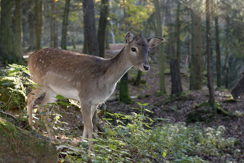 Deutschland, Furth im Wald, Damhirsch im Wildpark - LB001017