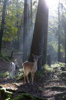 Deutschland, Furth im Wald, Damhirsche im Wildpark - LB001018