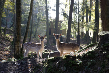 Deutschland, Furth im Wald, Damhirsche im Wildpark - LB001021