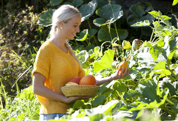 Young woman harvesting pumpkins - WWF003675