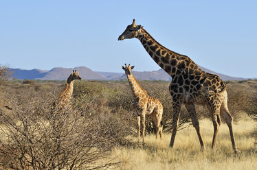 Afrika, Namibia, Kaokoland, Namib-Wüste, drei wüstengerechte Giraffen - ESF001544