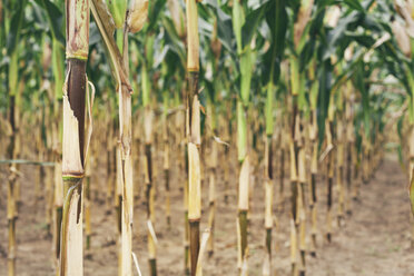 Bulgaria, Razgrad, row of maize plants in drought condition - BZF000023