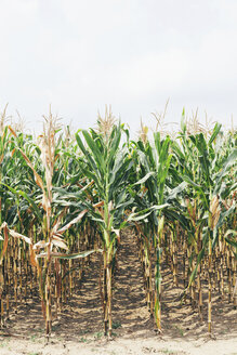 Bulgaria, Razgrad, dried out corn field - BZF000033