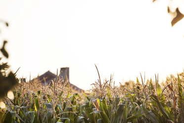 Bulgaria, Razgrad, cornfield in countryside - BZF000021