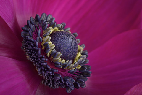 Teil einer rosa Anemone, lizenzfreies Stockfoto