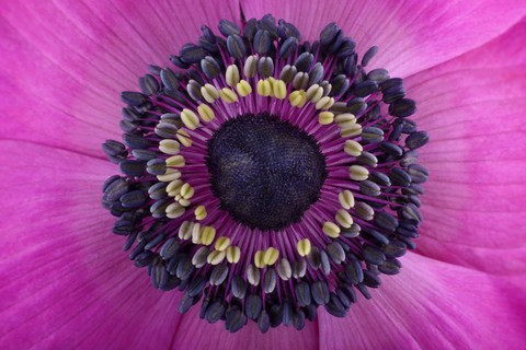 Teil einer rosa Anemone, lizenzfreies Stockfoto