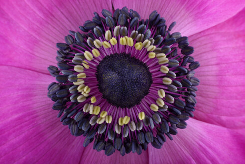 Part of pink anemone - MJO000939