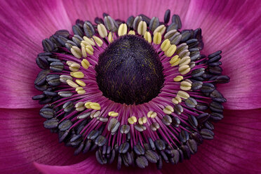 Teil einer rosa Anemone - MJOF000940