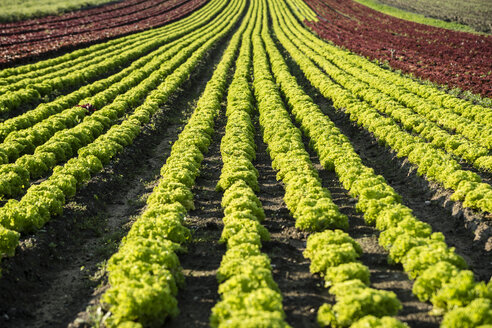 Deutschland, Duesseldorf, Feld mit Lolo Rosso Salat, Lactuca sativa var. crispa - CHPF000011