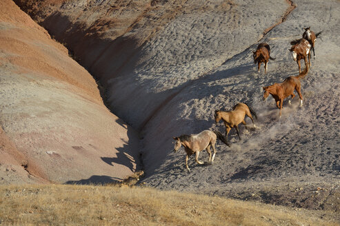 USA, Wyoming, sechs Wildpferde laufen in den Badlands - RUEF001462