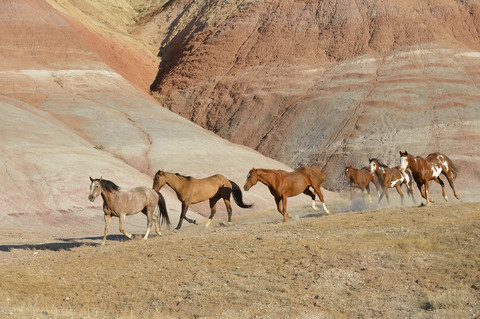 USA, Wyoming, Big Horn Mountains, sechs galoppierende Wildpferde, lizenzfreies Stockfoto