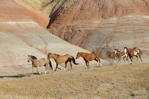 USA, Wyoming, Big Horn Mountains, sechs galoppierende Wildpferde - RUEF001463