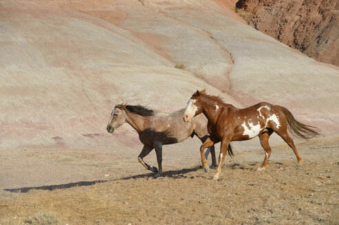 USA, Wyoming, Big Horn Mountains, zwei laufende Wildpferde - RUEF001467