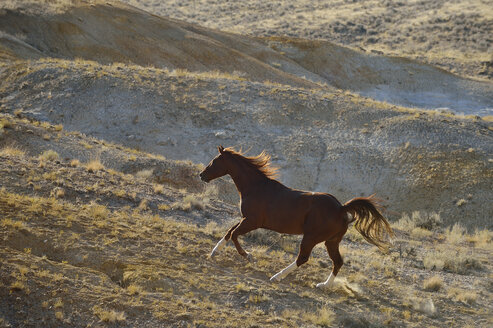 USA, Wyoming, Wildpferd im Galopp in den Badlands - RUEF001475