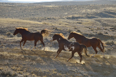 USA, Wyoming, drei Wildpferde laufen in den Badlands - RUEF001476