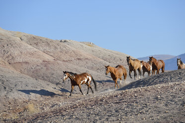 USA, Wyoming, six wild horses running in badlands - RUEF001478