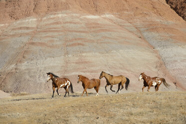 USA, Wyoming, Big Horn Mountains, vier galoppierende Wildpferde - RUEF001479