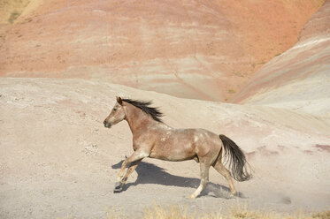 USA, Wyoming, Big Horn Mountains, galoppierendes Wildpferd - RUEF001480