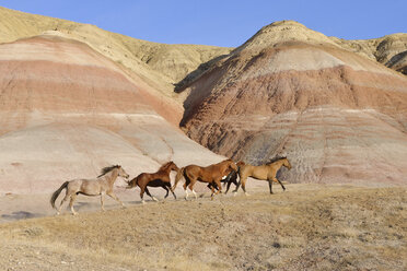 USA, Wyoming, Big Horn Mountains, five galloping wild horses - RUEF001487