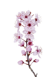 Blüten der violettblättrigen Pflaume vor weißem Hintergrund - RUEF001428