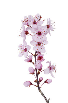 Blossoms of purple-leaf plum in front of white background - RUEF001428