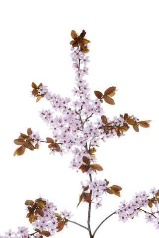 Blüten der violettblättrigen Pflaume vor weißem Hintergrund, lizenzfreies Stockfoto