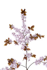Blüten der violettblättrigen Pflaume vor weißem Hintergrund - RUEF001431