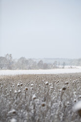Deutschland, schneebedecktes Sonnenblumenfeld - ASCF000036
