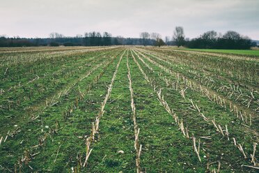 Germany, Constance district, harvested cornfield - ELF001473