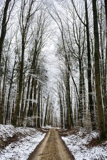 Deutschland, Landkreis Konstanz, Waldweg durch Buchenwald im Winter - EL001475