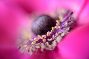 Pink anemone - MJOF000944