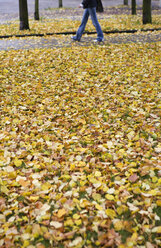 Herbstlaub auf einer Wiese in einem Park - WW003611