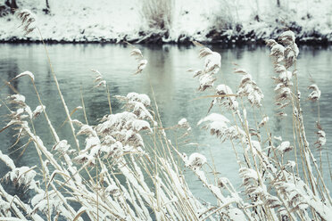 Germany, Landshut, snow-covered reed at Isar River in winter - SARF001310