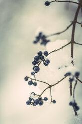 Zweig mit blauen Beeren im Winter - SARF001313