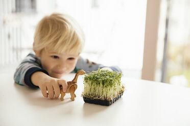 Kleiner Junge spielt mit Spielzeugdinosaurier und Schachtel Kresse auf einem Tisch - MFF001460