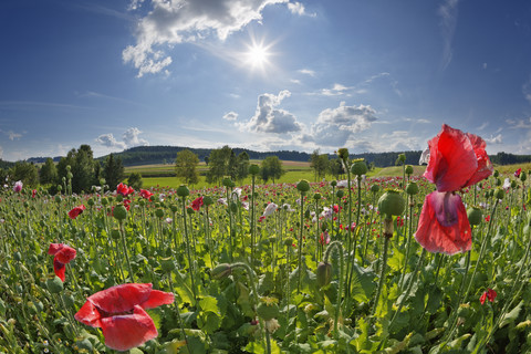 Austria, Lower Austria, Waldviertel, Poppy field, Papaver somniferum, grey poppy stock photo