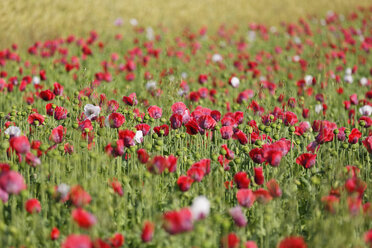 Österreich, Niederösterreich, Waldviertel, Mohnfeld, Papaver somniferum, Graumohn - SIEF006466