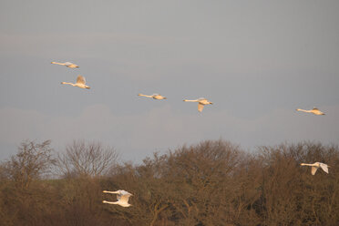 Germany, Schleswig-Holstein, flying whooper swans - HACF000228