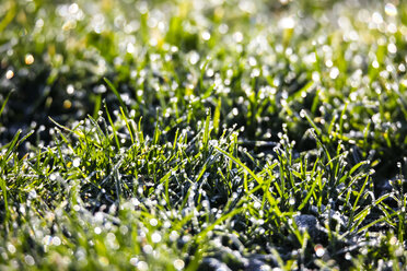 Germany, dew on grass - JTF000633